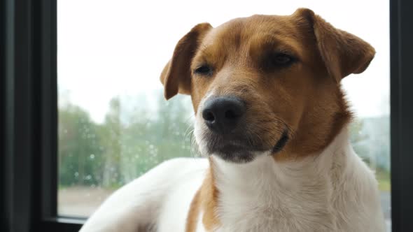 Jack Russell Terrier portrait near the window close-up. Slow motion