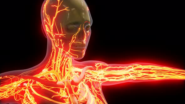 Science Anatomy of Human Blood Vessels alt