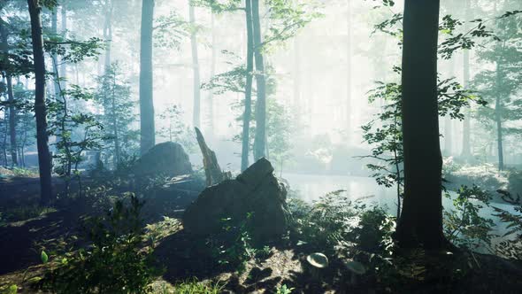 Morning Fog in Deep Forest