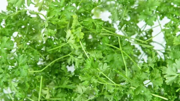 Super Slow Motion Shot of Flying Fresh Parsley Towards Camera at 1000 Fps