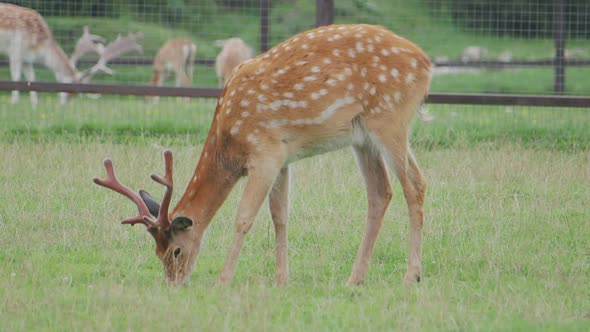 Sika Deer, Cervus Nippon Also Known As the Spotted Deer or the Japanese Deer, Ruminant Mammal Is