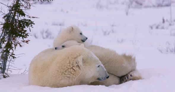 Wide shot of a Polar Bear sow and two cubs resting. Sow looks around and tucks her head in to sleep