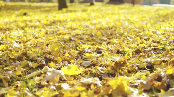 Beautiful View of Golden Autumn Leaves Cover Ground in a Park