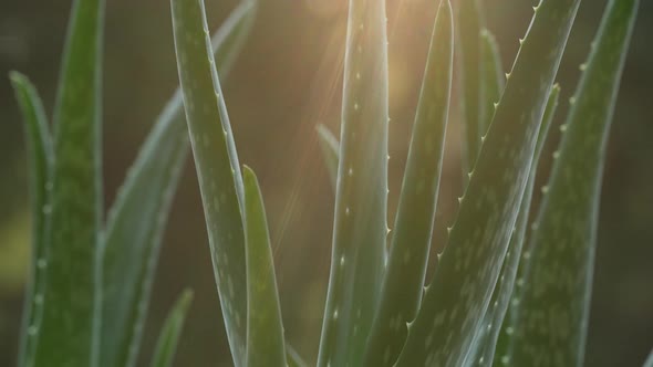 Aloe Vera Plant