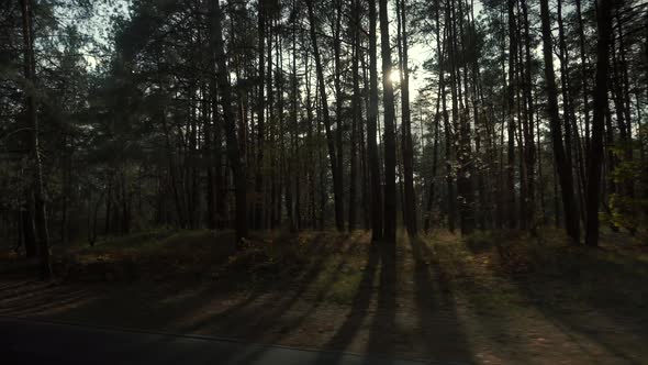 Sun Shining Sunbeams Through Branches And Leaves Of Trees In Pine Forest. Sunbeams Through Wood.