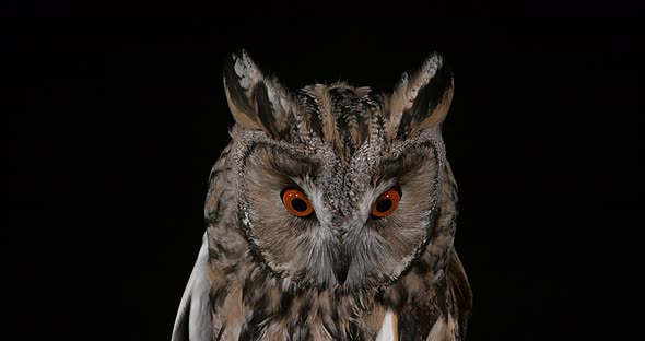 Long Eared Owl, asio otus, Portrait of Adult, Normandy in France, Real Time 4K