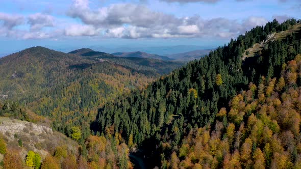 Forest Autumn