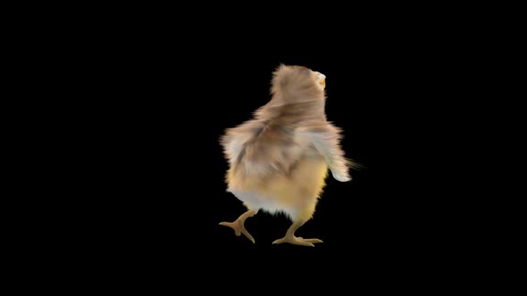 30 Baby Chicks Dancing HD