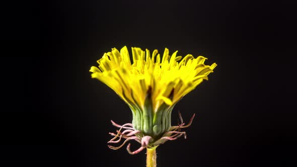 Dandelion Flower Blossom Timelapse