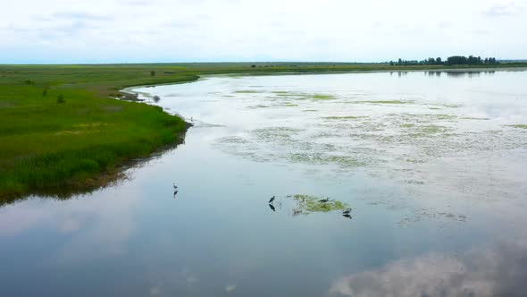 Herons Hunt On The Lake 