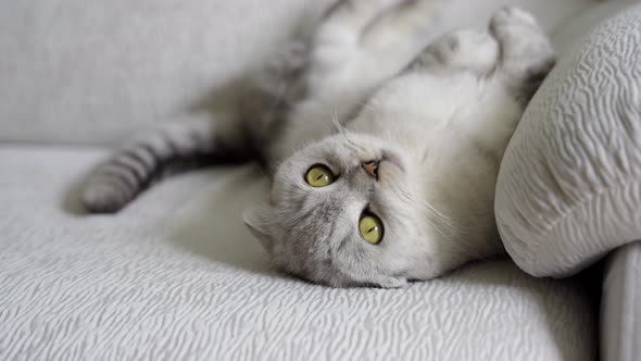 Zoom in on a British Fold Cat with Green Eyes Lying on Its Back on a Light Sofa