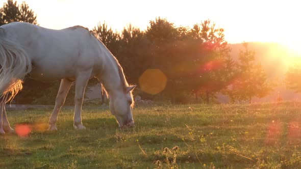 A Horse Grazes in the Field