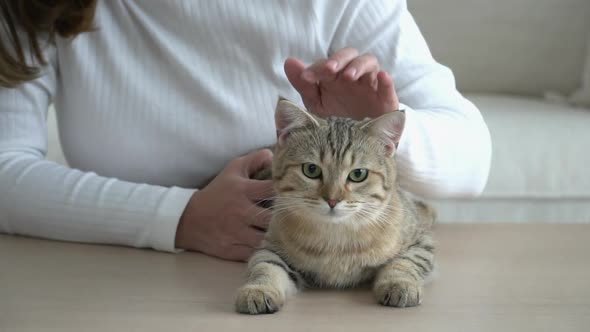 Asian Young Woman Playing With Cat In Living Room 