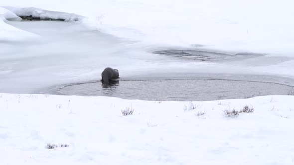 rear view of a river otter eating a fish at yellowstone