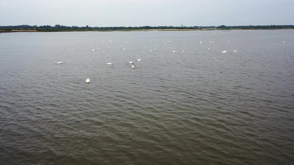 White swan population swimming at the lagoon on Domaine de Graveyron nature preserve France, Aerial