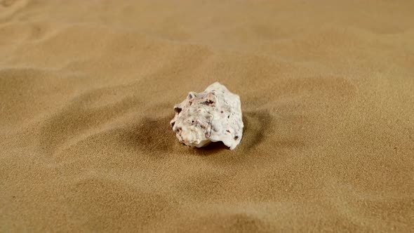 Beautiful Seashells on Sand Background, Rotation