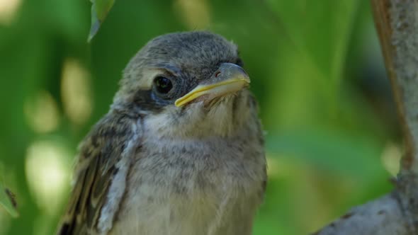 Chick Sitting on a Tree Branch in Green Forest. Muzzle of Nestling