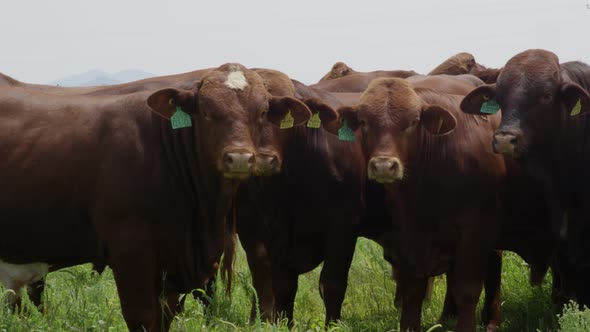 Red Angus Cattle 4