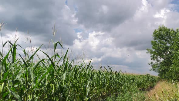 Green field of young corn.