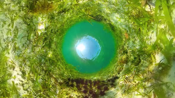 Sea Urchins in the Clear Water