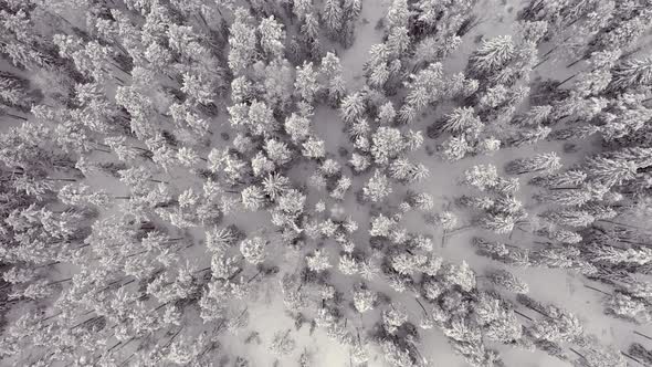 Beautiful Drone Shot of the Snowy Forest Landscape in Finland