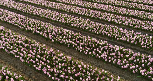 Aerial view of rows of tulips at Keukenhof botanical garden, Lisse, Netherlands.