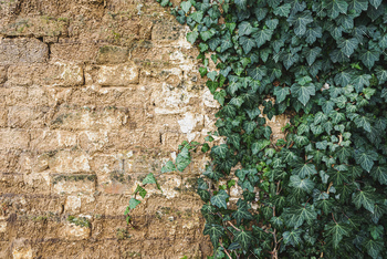 Creeping ivy plant growing on adobe mudbrick wall of an very old house