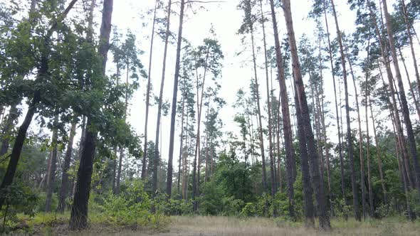 Forest with Trees on a Summer Day Slow Motion