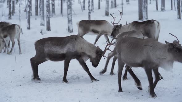 Slowmotion of a male reindeer pushing other away aggressively to show dominance in a herd. Lapland F