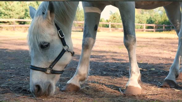 Horse Closeup