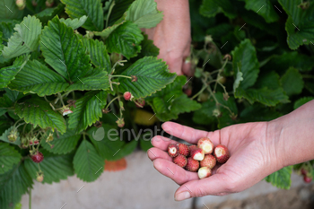 Handpicking Fresh Strawberries in Lush Garden