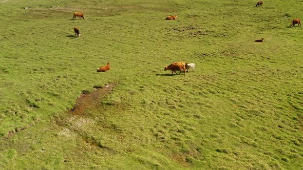 Cattle on the plains of Bayanbulak