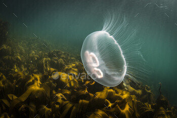 Moon jellyfish (Aurelia aurita), underwater view, Doolin, Clare, Ireland