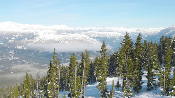 Snowy Forest on Top of the Mountains in Winter During Sunny Morning