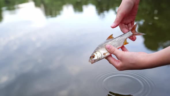 Hands holding alive fish on river background. Fisherman puts river fish into the water