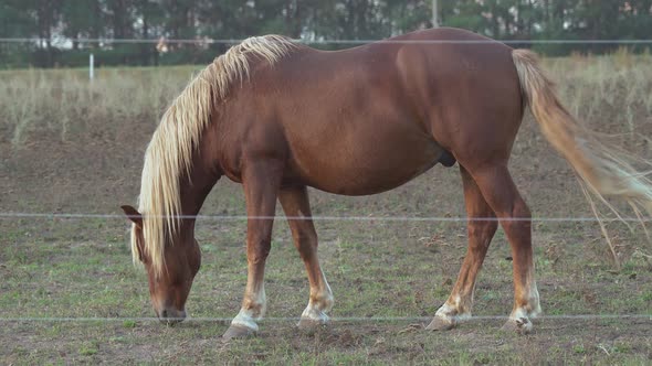 A horse behind a fence made of live wire. Horse ranch equipped with an electric shepherd