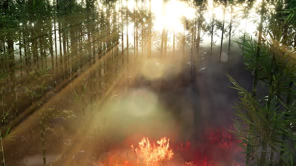 Wind Blowing on a Flaming Bamboo Trees During a Forest Fire