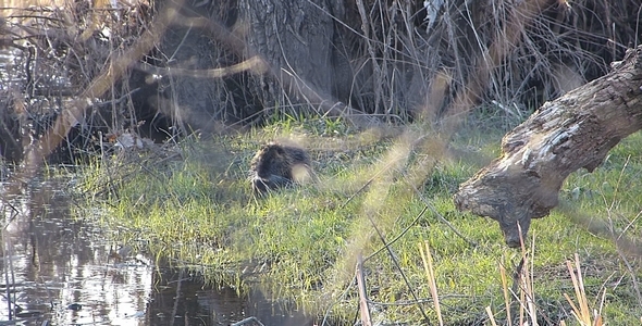 Nutria 1