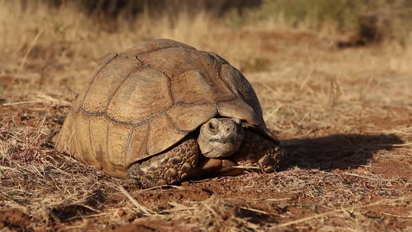 Leopard Tortoise - South Africa
