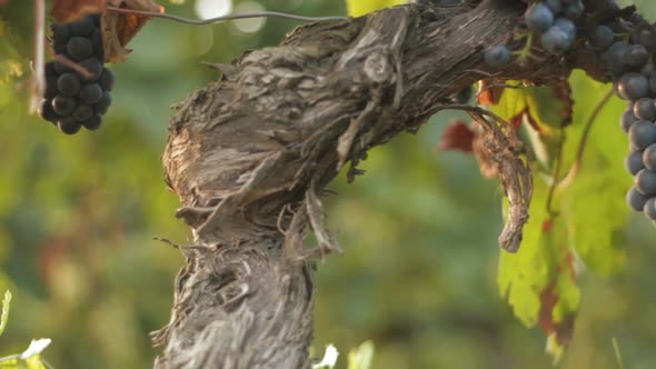 Vineyard close up tracking shot outdoor