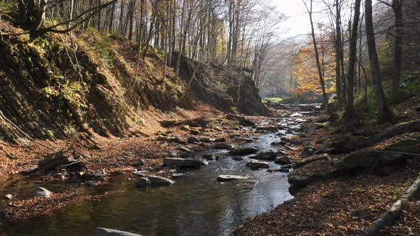 River valley in a forest