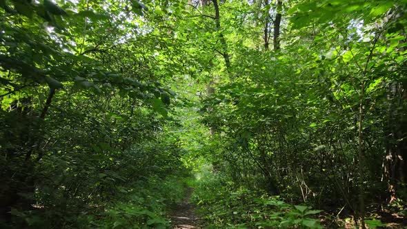 Slow Motion View of Green Forest By Day