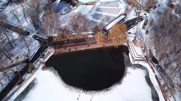 A Flock of Ducks Rests on a Freezing Pond in Park