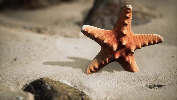 Red Starfish on Ocean Beach with Golden Sand