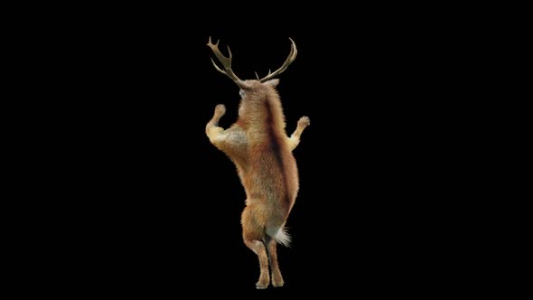 45 Deer Dancing HD