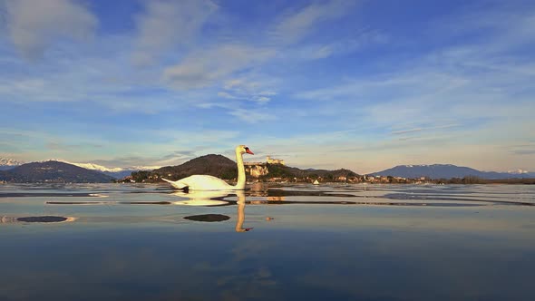 Amazing graceful white swan swims on lake water with castle in background and mountains with snow at