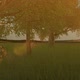 Morning Sun Light In Jungle - VideoHive Item for Sale