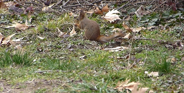 Squirrel 1