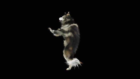 Dog Dance HD