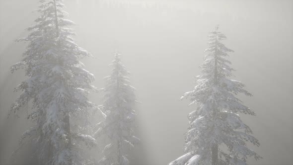 Misty Fog in Pine Forest on Mountain Slopes